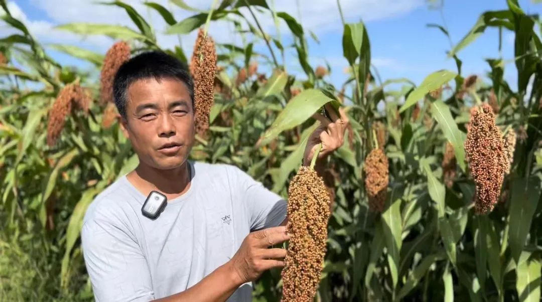 菠菜赚钱平台